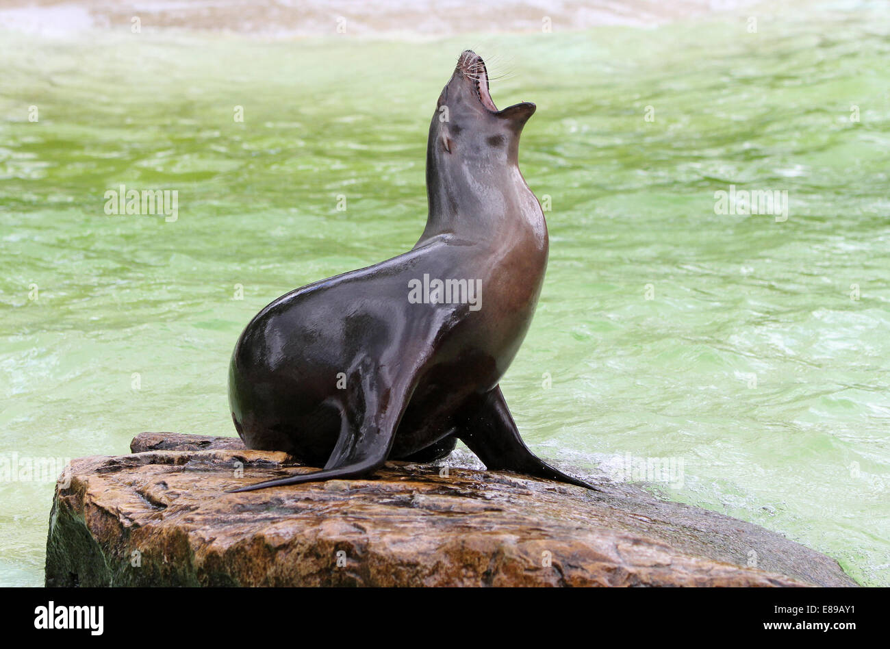 Amburgo, Germania, California Sea Lion, femmina Foto Stock