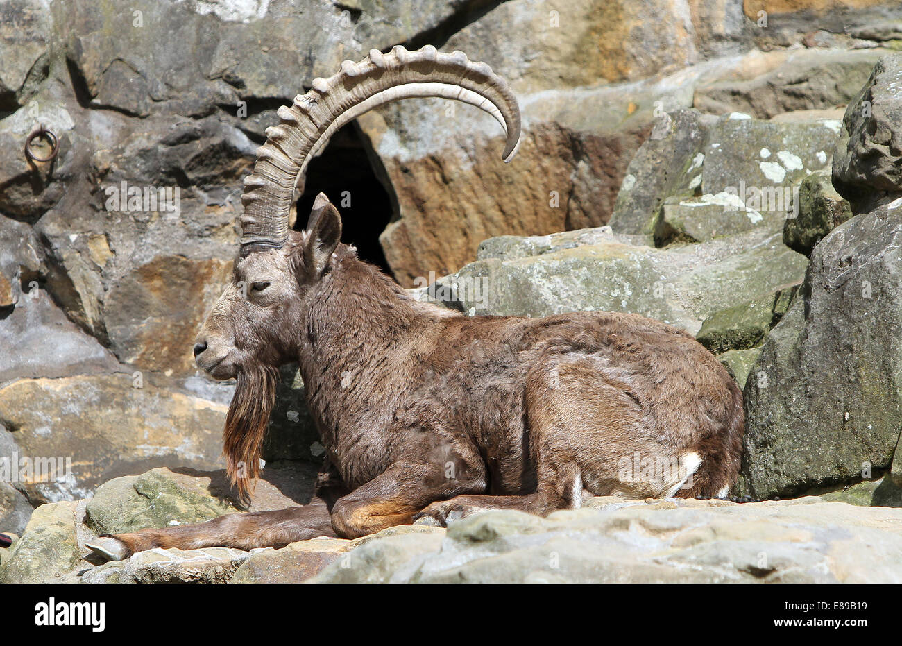 Amburgo, Germania siberiano ibex, maschio Foto Stock