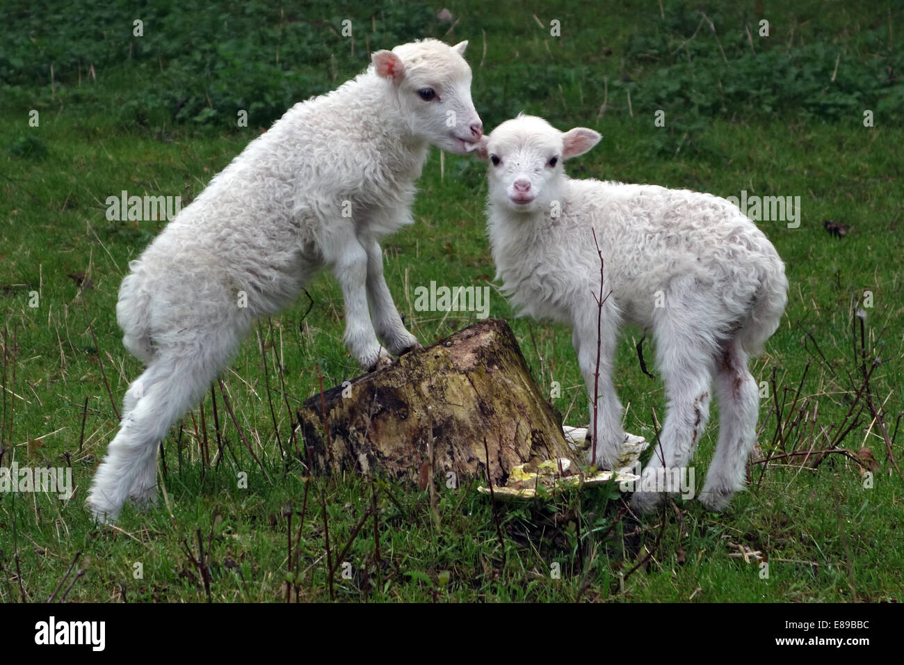 Berlino, Germania, agnelli di razza di pecore Skudde Foto Stock