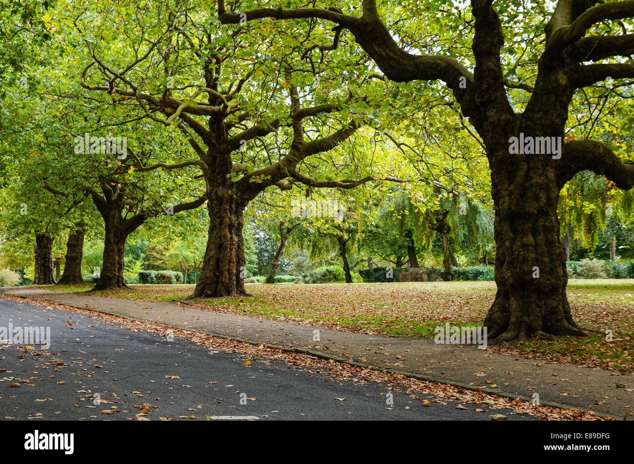 Autunno a Finsbury Park Londra England Regno Unito Regno Unito Foto Stock