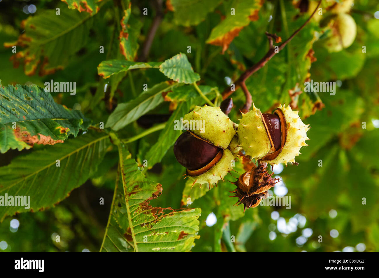 Conkers su un albero di castagno cavallo Foto Stock