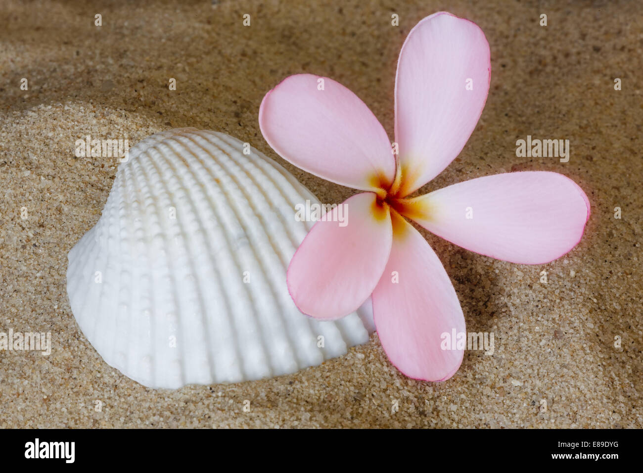 Tropicale Hawaiiano Plumeria (nome comune Frangipani) è un genere di piante in fiore nella famiglia dogbane, Apocynaceae. Questo particolare fiore è rosa con colore giallo brillante nel centro ed è seduto sulla parte superiore della spiaggia di sabbia a fianco di una conchiglia di mare.. Plumerias sono alberi tropicali famose per i loro splendidi fiori che vengono utilizzati per effettuare ilo (ghirlande di fiori). Foto Stock
