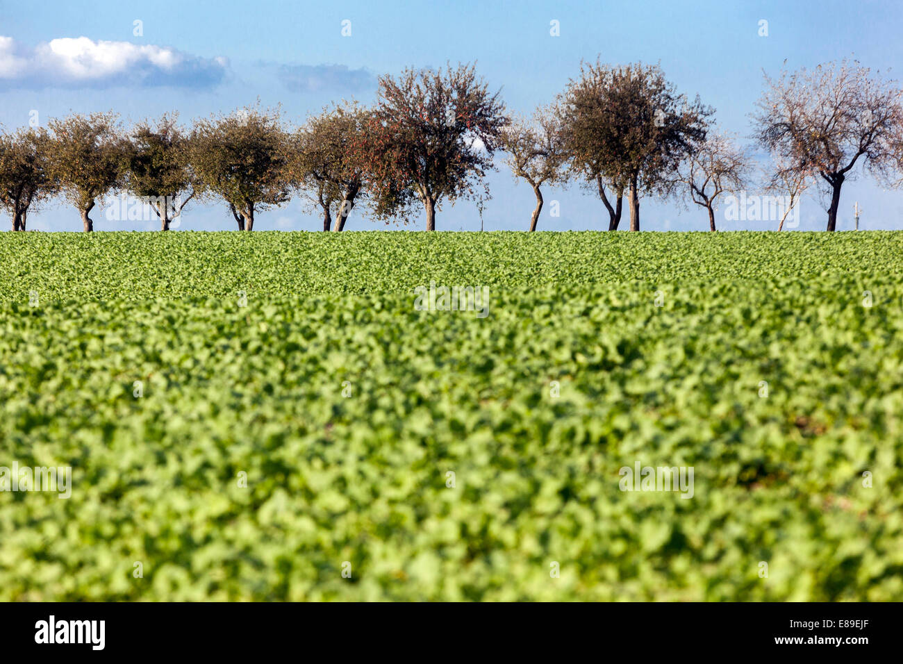 Paesaggio rurale, campo e vicolo di mela Foto Stock