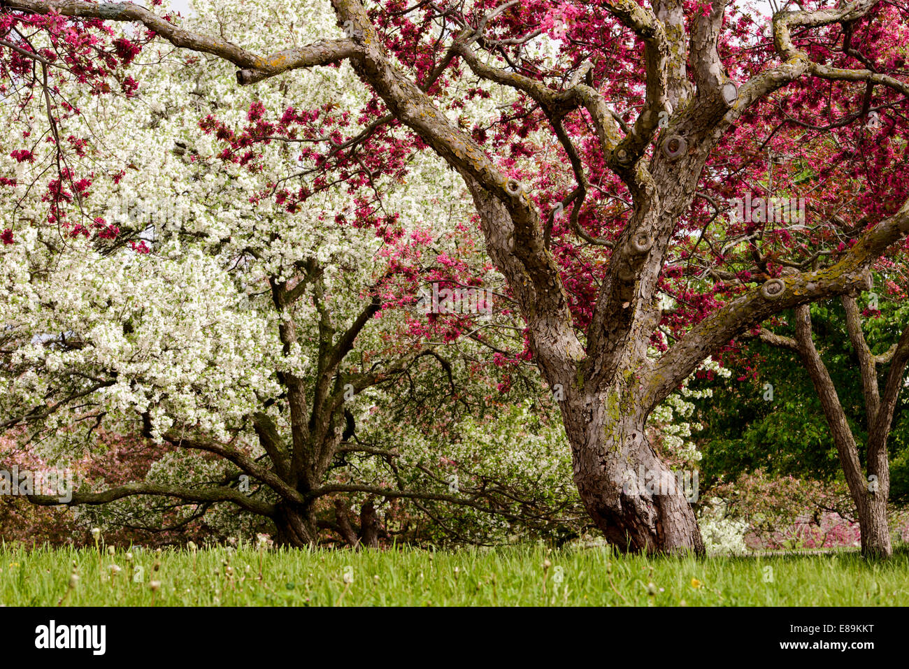 Meli in fiore a Minnesota Landscape Arboretum. Foto Stock