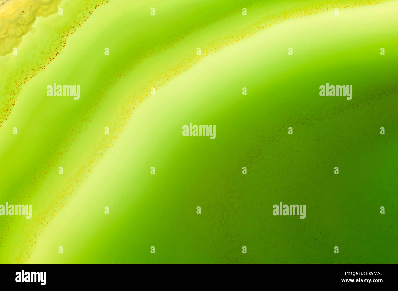 Strato sottile di agata verde, retroilluminato Foto Stock
