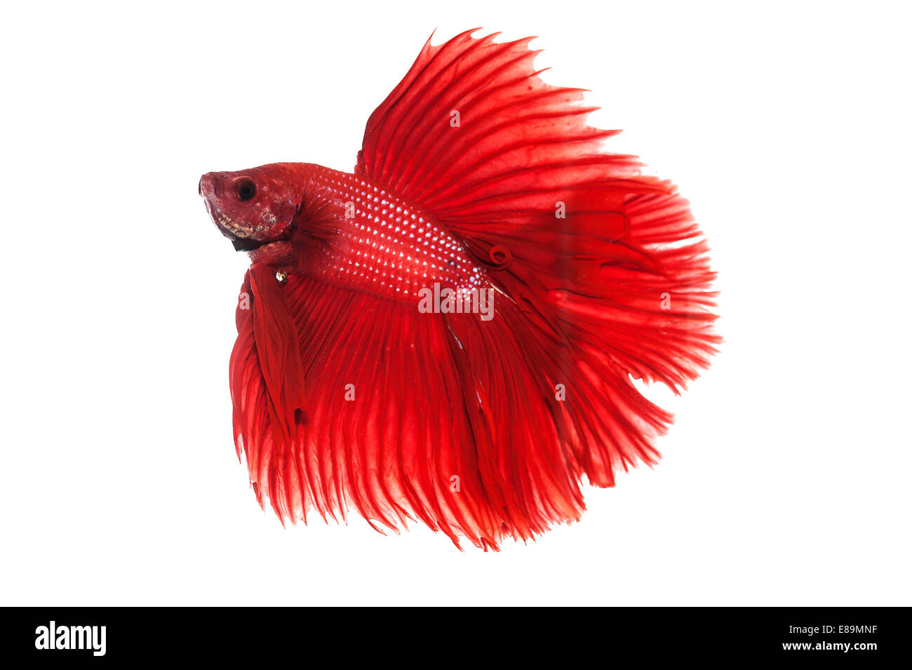Rosso betta halfmoon lotta contro la pesca Foto Stock