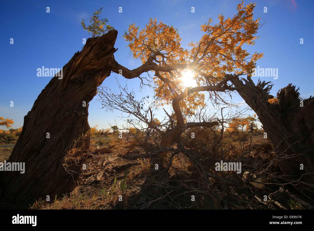 Hami. 1 Ott 2014. Foto scattata il 1 ottobre, 2014 mostra lo scenario di Eufrate Poplar Forest in Hami, Northwest Xinjiang Uygur Regione autonoma. © Cai Zengle/Xinhua/Alamy Live News Foto Stock