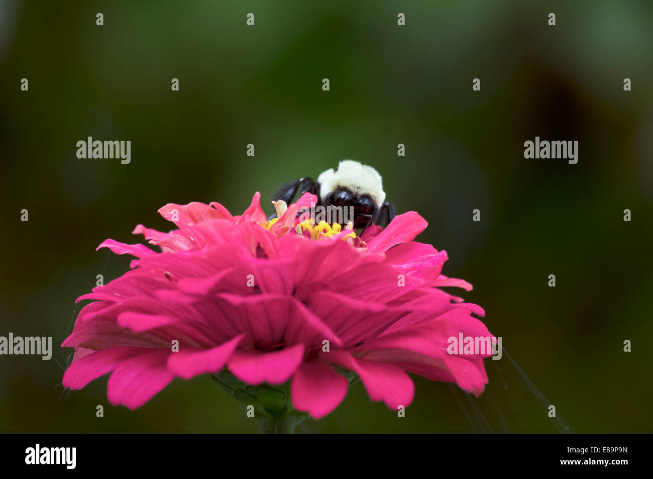 Close up di un Bumble Bee seduta su un fiore rosa con sfondo verde Foto Stock