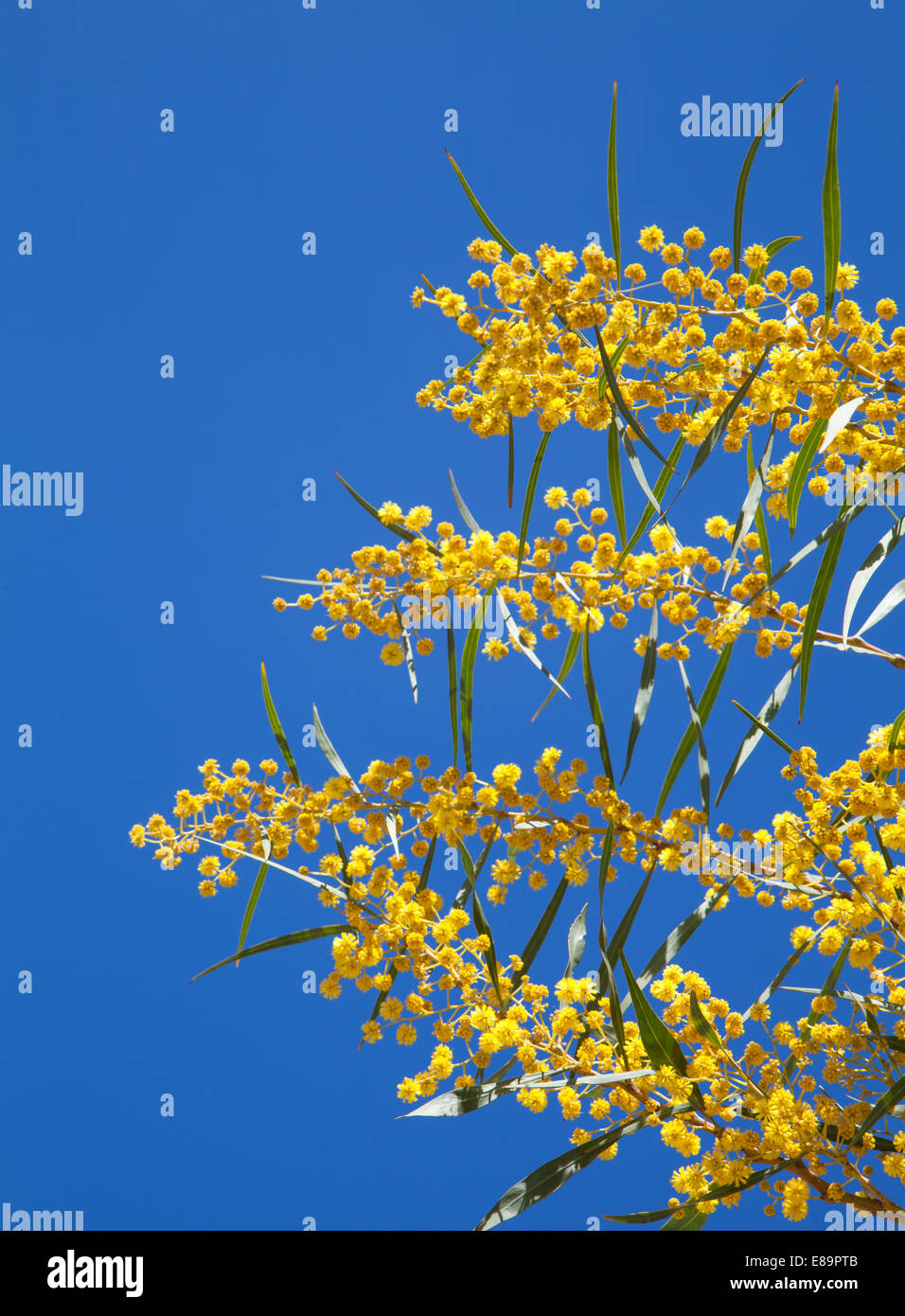 Fiori gialli di Golden graticcio. Acacia pycnantha Foto Stock