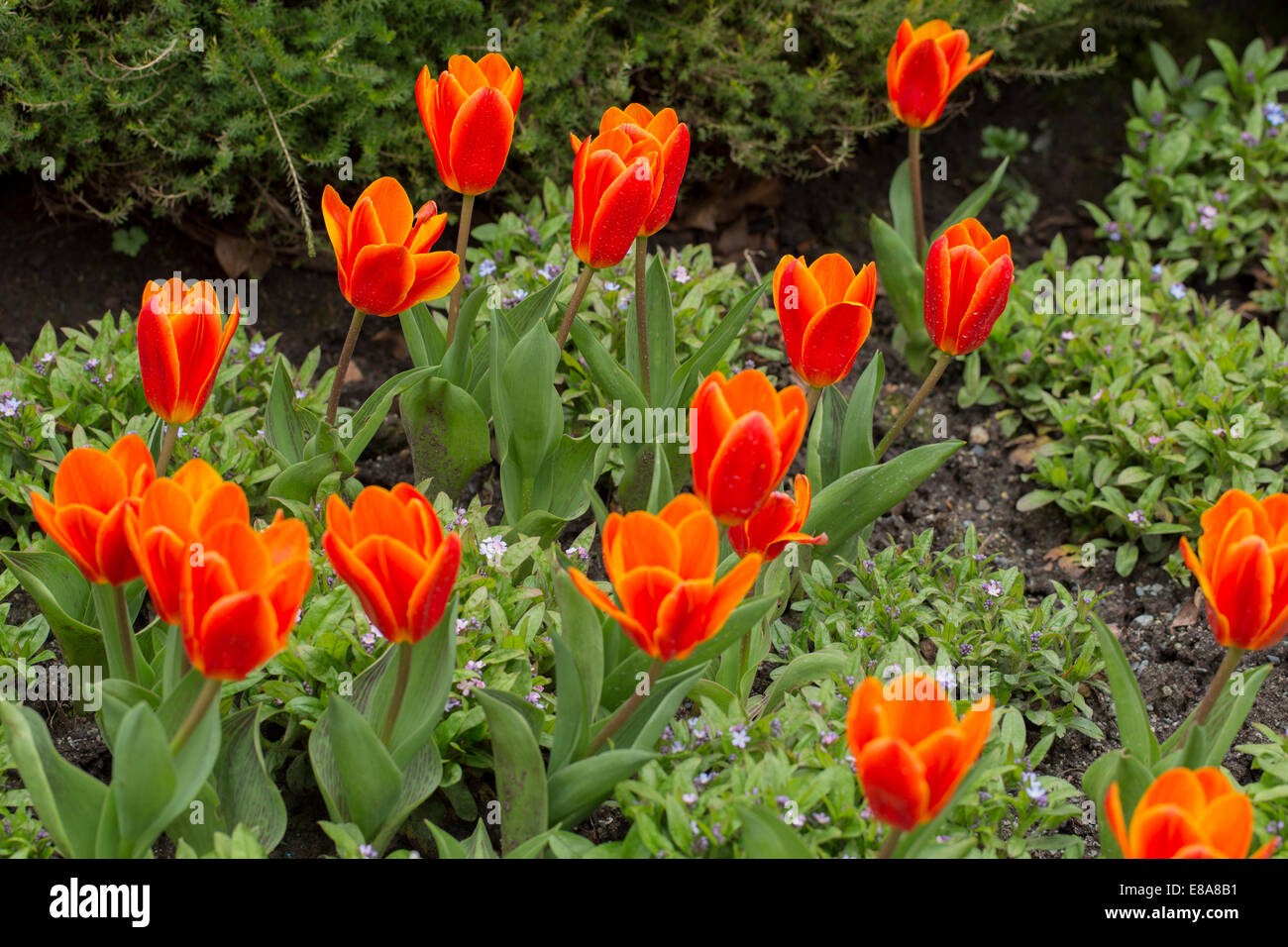 Orange tulipani e Dimenticare me not in primavera Foto Stock