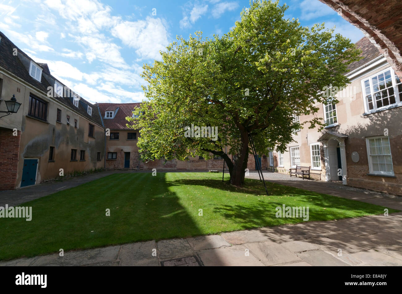 Judas Tree, Cercis siliquastrum, nel cortile del Thoresby College, King's Lynn, Norfolk. Dettagli in Descrizione. Foto Stock