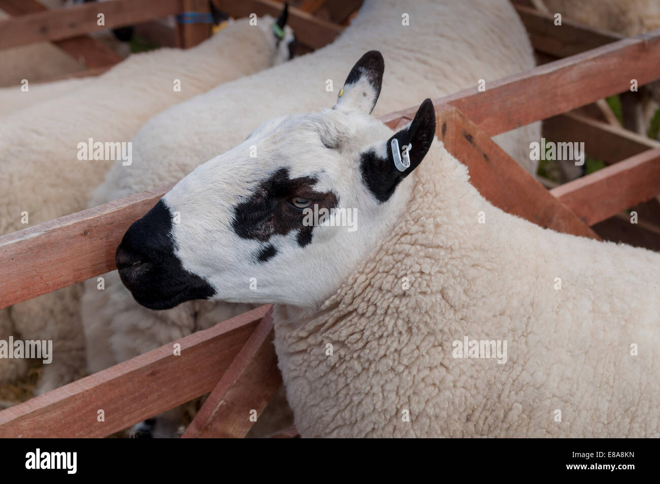 Eglwysbach Agricultural Show 2014 il Galles del Nord Foto Stock