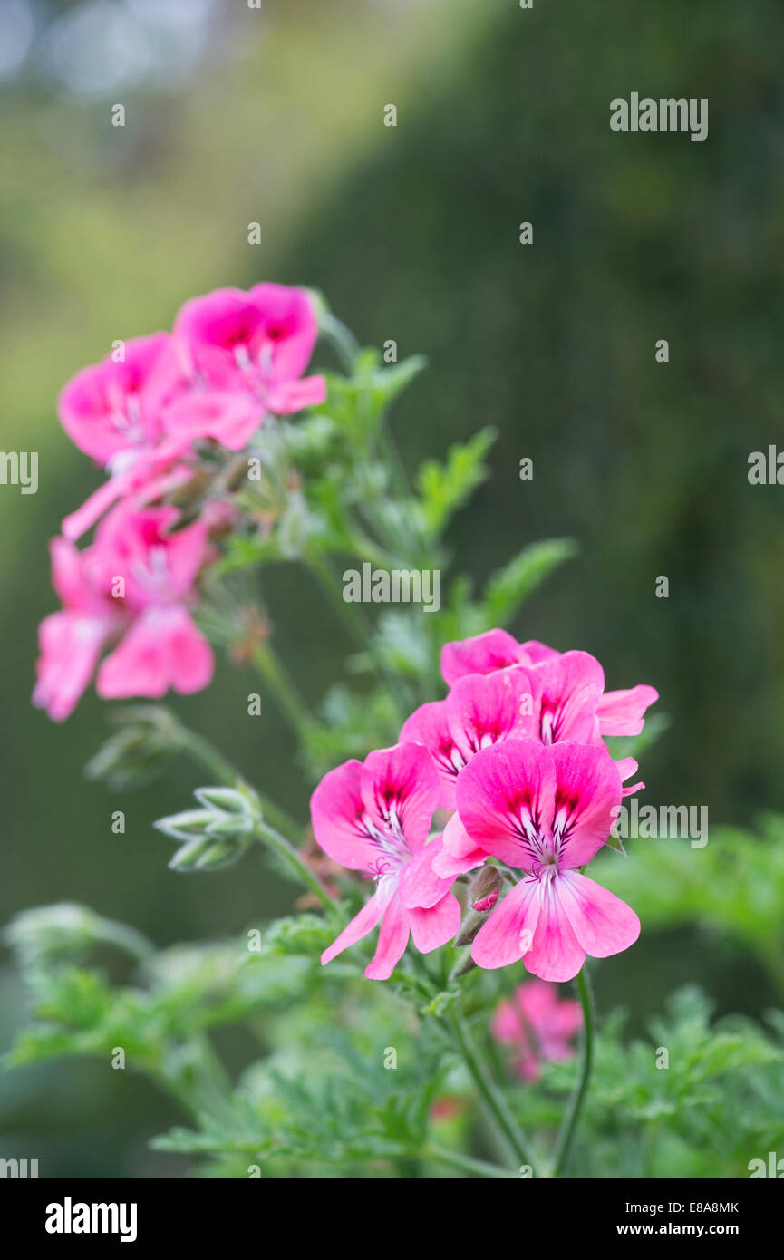 Pelargonium graveolens. Profumato lasciato geranio o di vecchio stile di rosa fiori di geranio Foto Stock