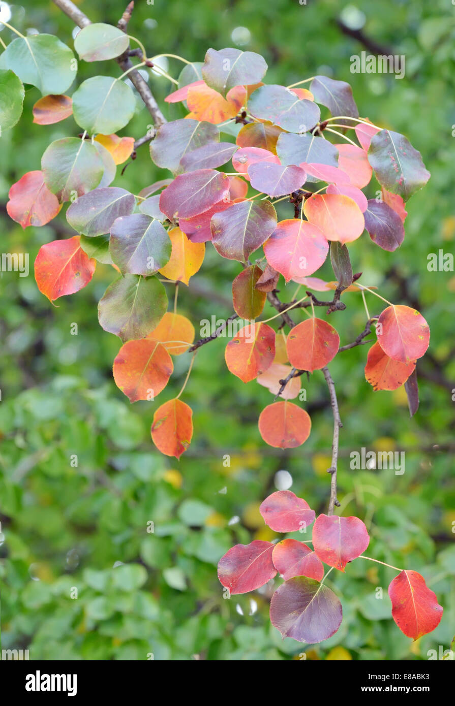 Rosso, giallo e arancione Foglie di autunno di peri;ramo isolato Foto Stock