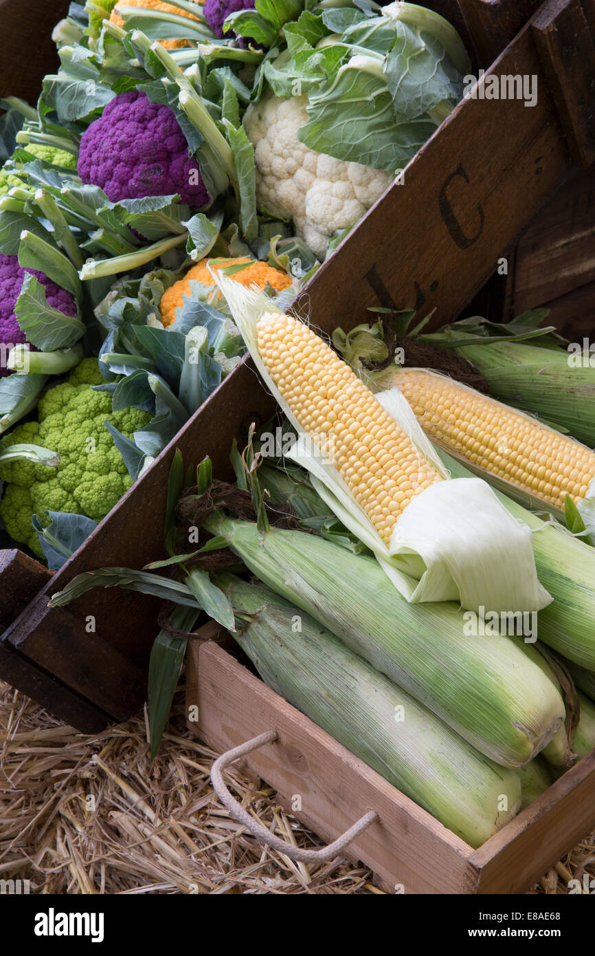 Il raccolto autunnale verdura viene esposto in un mercato agricolo con vari cavolfiori arcobaleno e mercati del mais dolce del Regno Unito Foto Stock