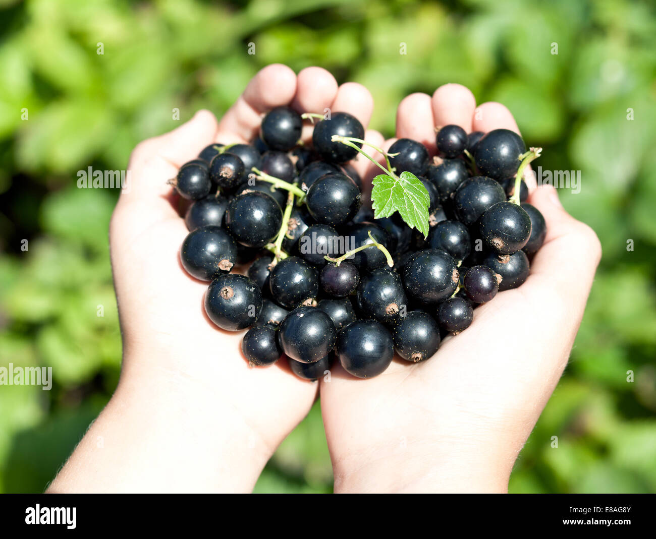 Il ribes nero è nel bambino con le mani in mano. Sfocata fogliame verde sullo sfondo. Foto Stock
