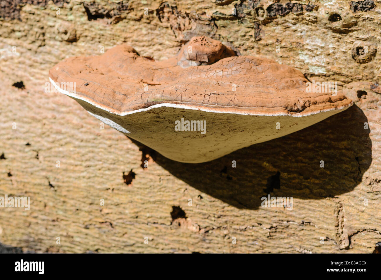 Razor Strop Fungo (Piptoporus betulinus) Foto Stock