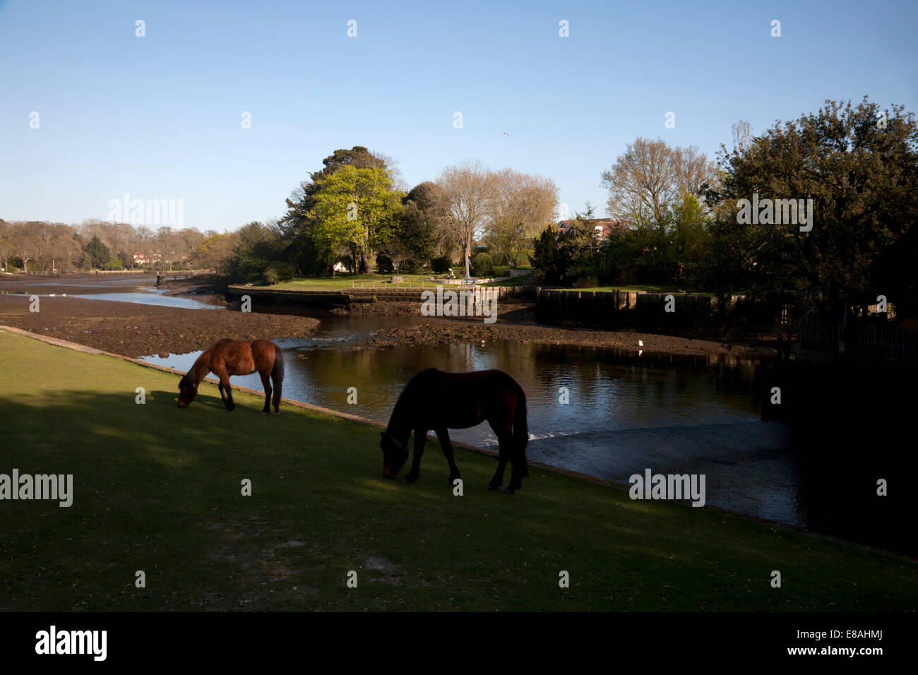 Fiume beaulieu beaulieu hampshire Inghilterra Foto Stock Fiume beaulieu beaulieu hampshire Inghilterra Foto Stock