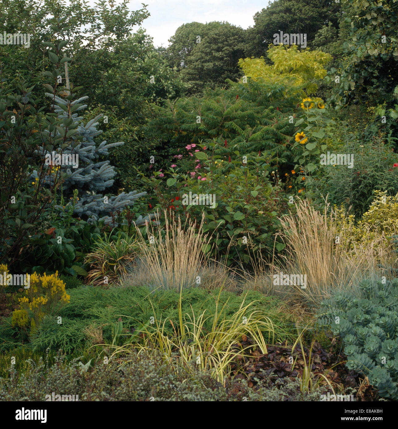 Erbe e piccole conifere in frontiera nel paese grande giardino Foto Stock