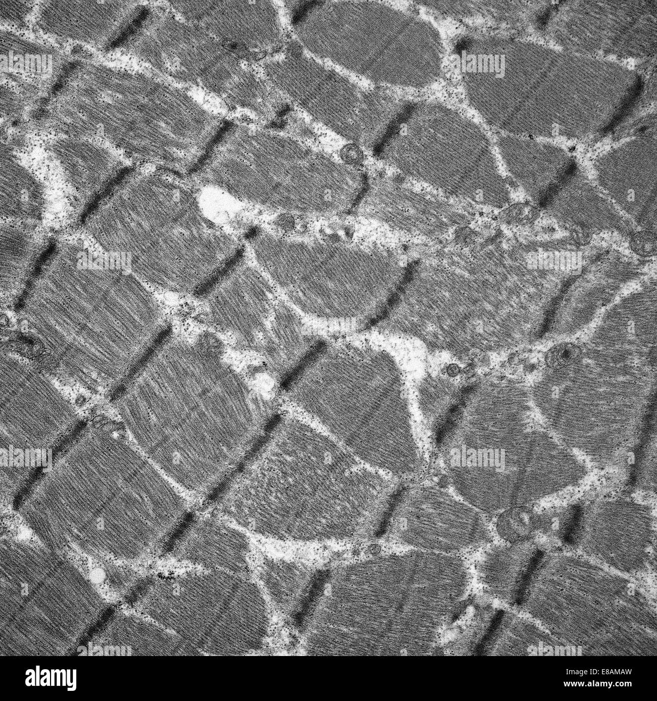 Muscolare normale Foto Stock