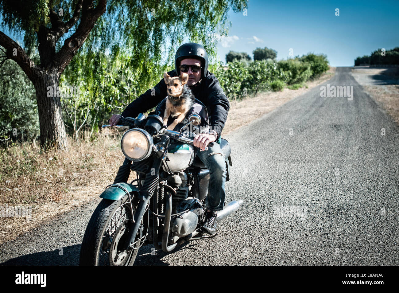 Uomo maturo e cane in sella motocicletta sulla strada rurale, Cagliari, Sardegna, Italia Foto Stock