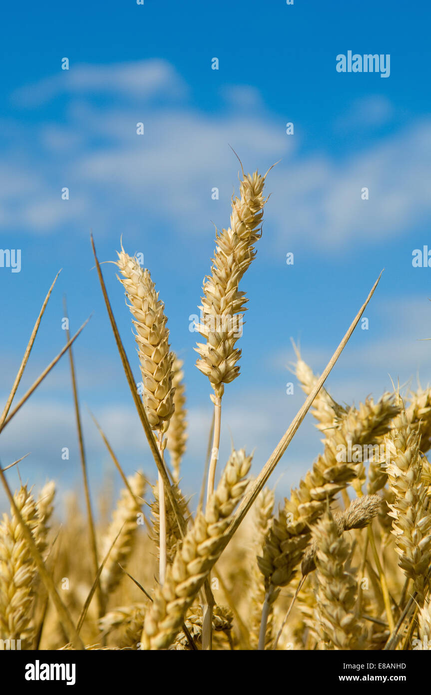 Spiga di grano Foto Stock