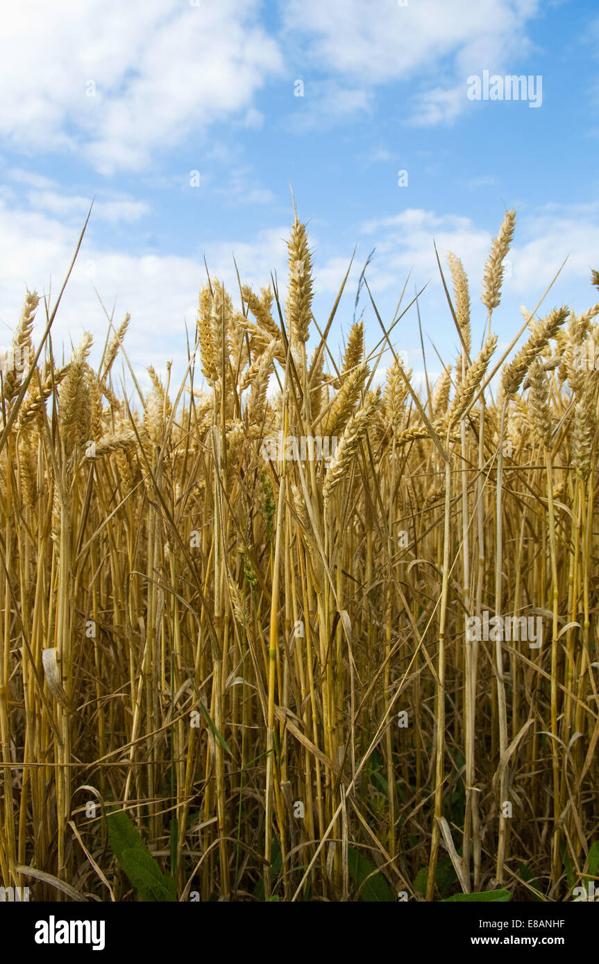Campo di frumento Foto Stock