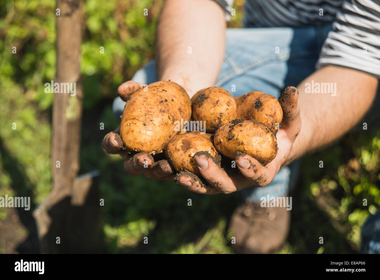 Giardiniere azienda appena scavato patate Foto Stock