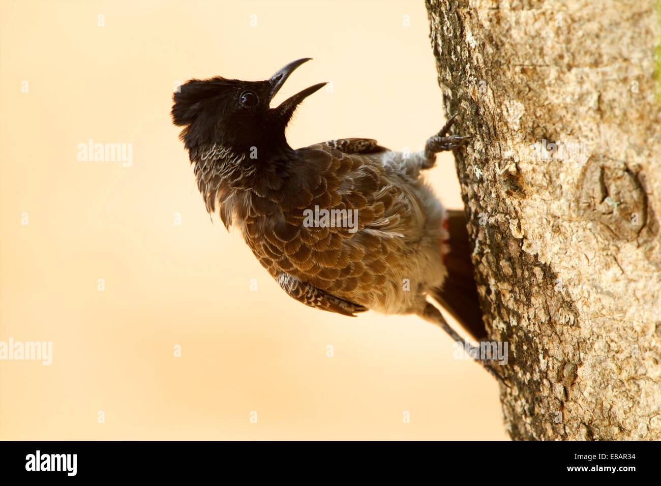 Rosso-sfiatato bulbul (pycnonotus cafer), Yala National Park, Sri lanka Foto Stock