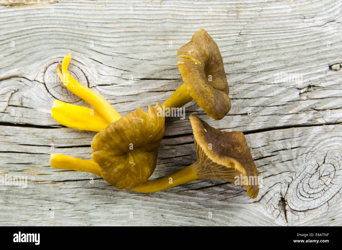 Appena raccolte funghi yellowfoot a weathered tavolo in legno Foto Stock