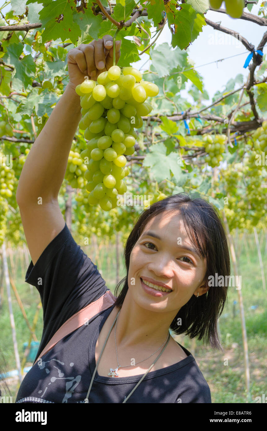 Le donne dimostrano fresca uva verde sull'albero nel vigneto della Thailandia. Foto Stock