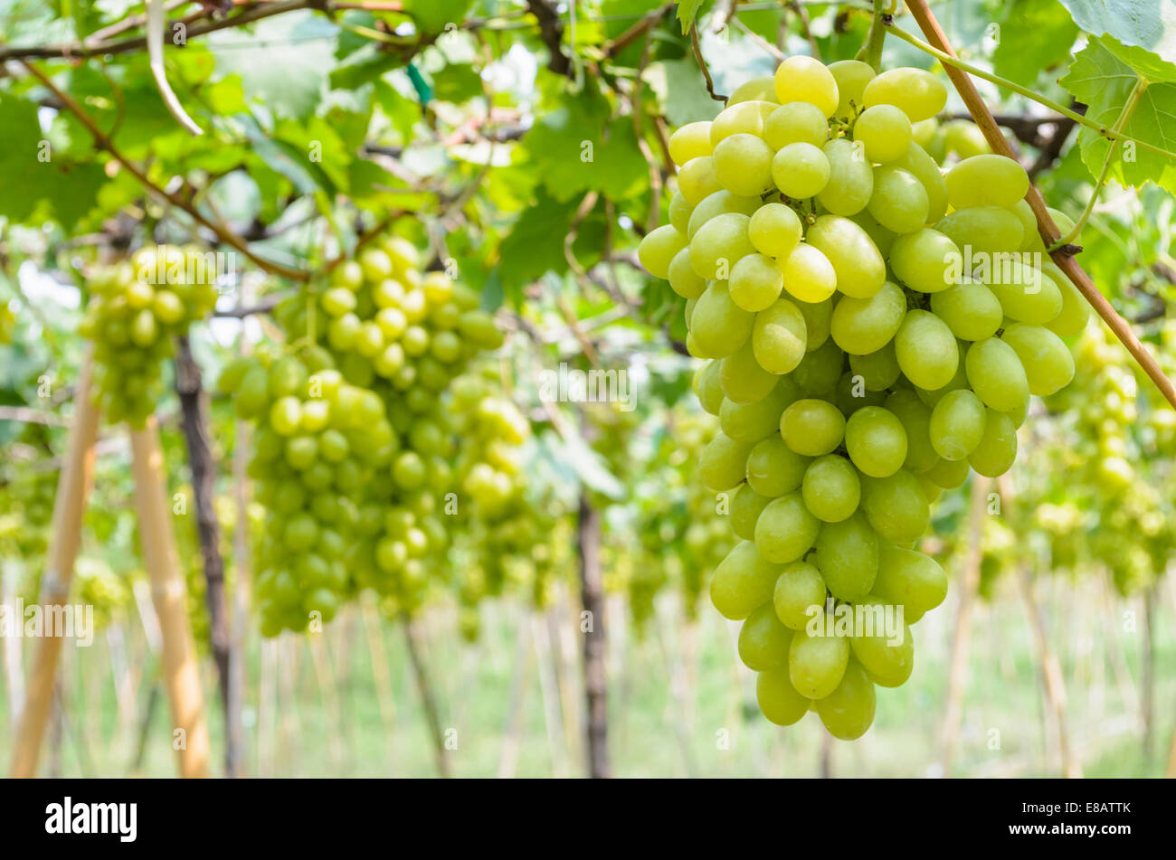 Fresca uva verde sull'albero in una fattoria della Thailandia Foto Stock