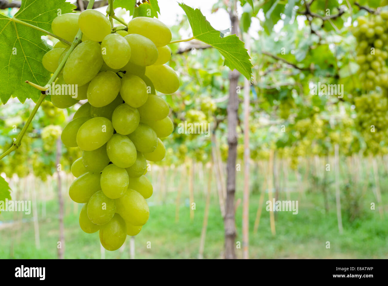 Fresca uva verde sull'albero in una fattoria della Thailandia Foto Stock