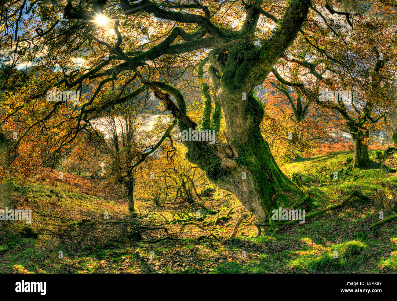 Vecchia Quercia, Rydal, Lake District inglese, UK. Foto Stock