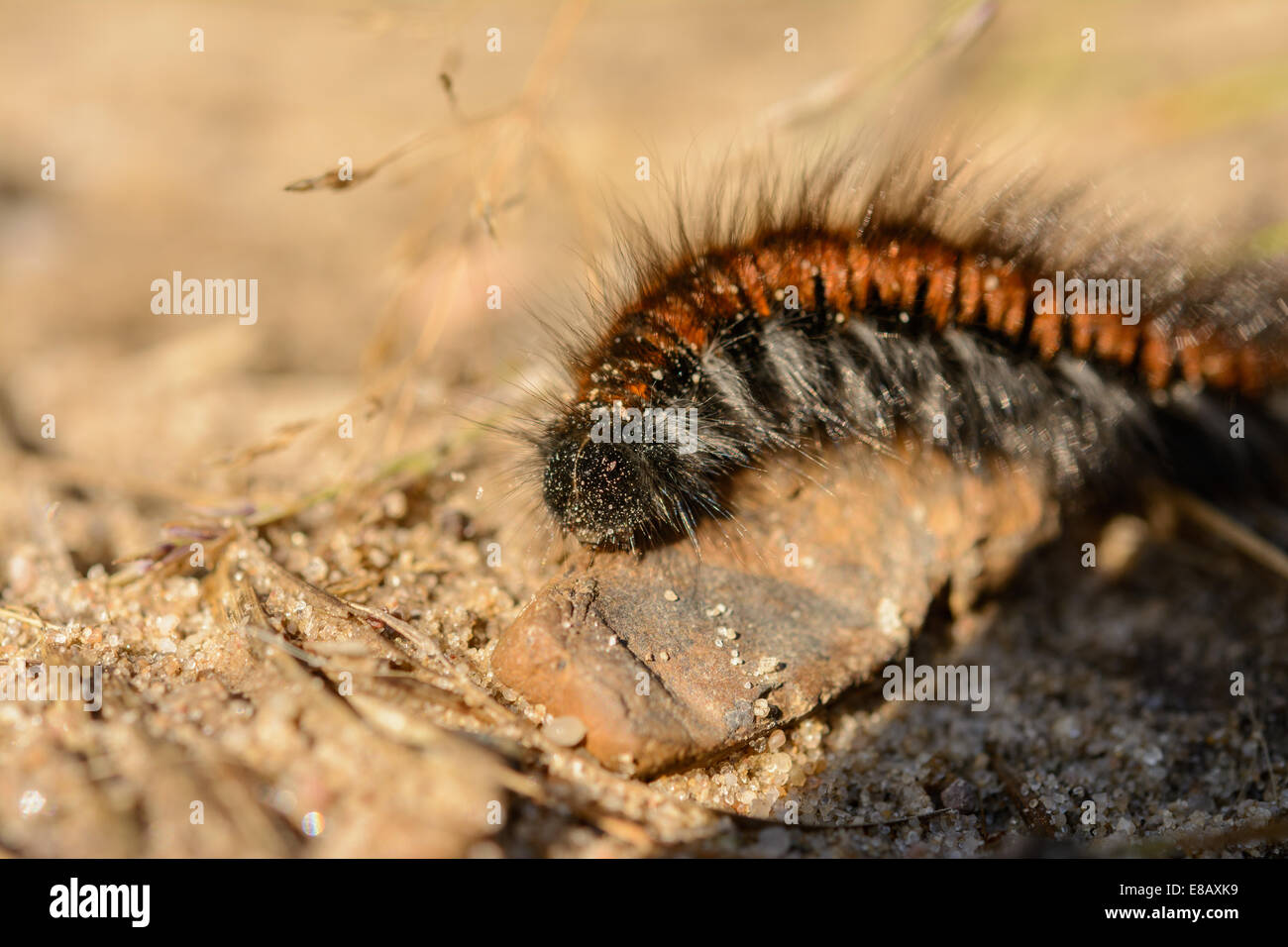 Extreme closeup di hairy bruno rosso caterpillar Foto Stock