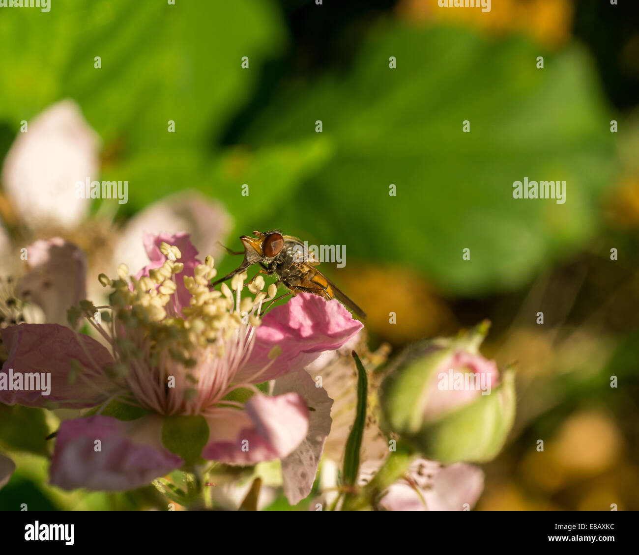 Piccolo insetto in appoggio su un fiore rosa Foto Stock