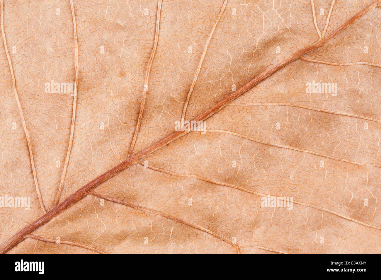Una macro immagine di una vecchia foglia secca. La bei modelli delle vene sono visibili in questa premuta foglia. Foto Stock
