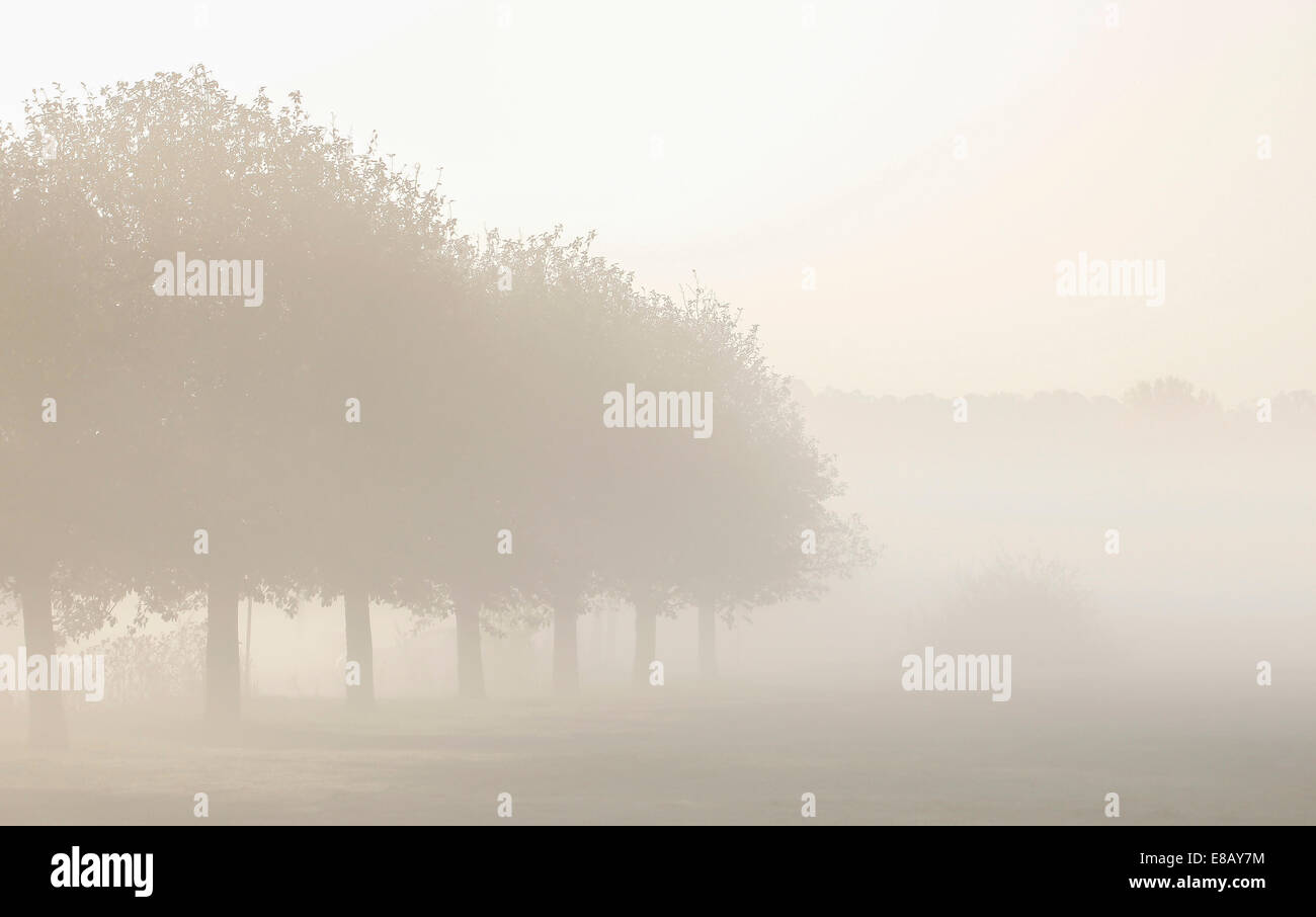 La nebbia in un parco di Stoccolma Foto Stock