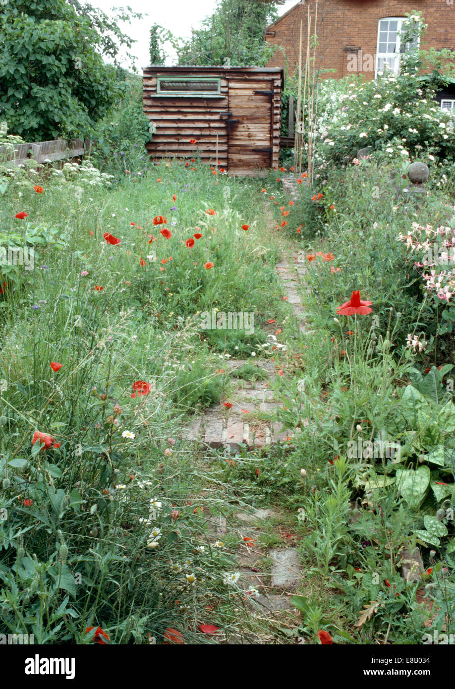 Poppies in incolto giardino anteriore con percorso stretto Foto Stock