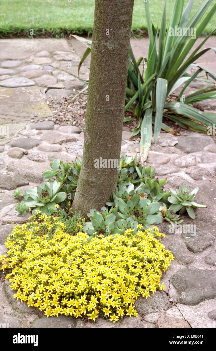 Close-up di tronco di albero sotto-piantate con sassifraga gialla e verde sempervivum Foto Stock