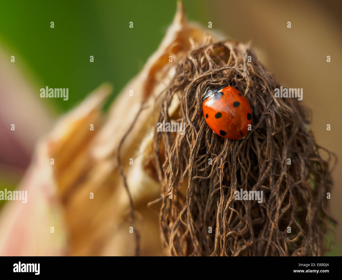Ladybug poggiante su un raccolto di granturco Foto Stock