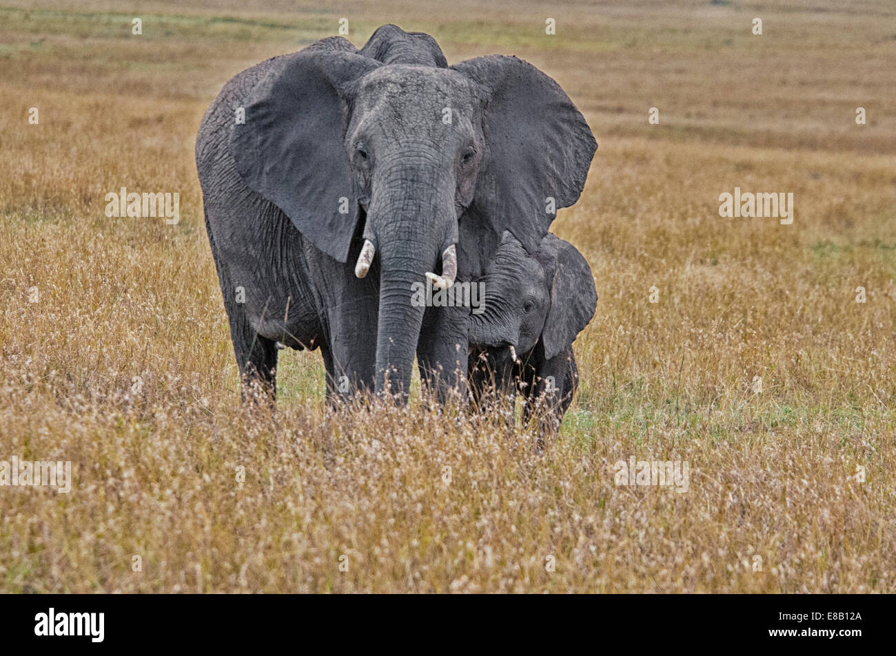 Elefante africano madre protegge il suo polpaccio, Loxodonta africana, il Masai Mara riserva nazionale, Kenya, Africa orientale Foto Stock