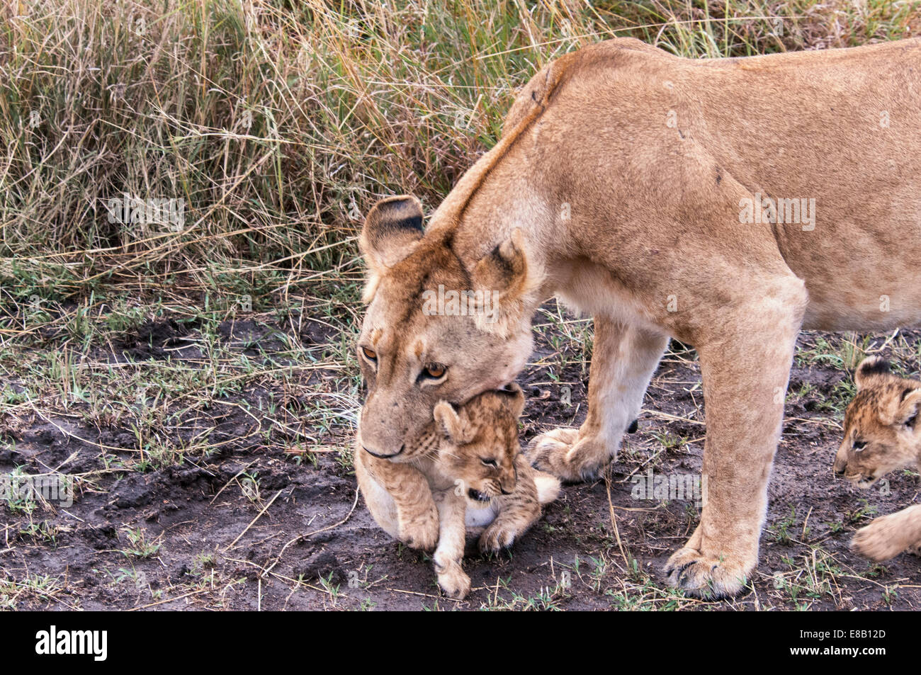 Leonessa, Panthera Leo, portante un cub nella sua bocca, il Masai Mara riserva nazionale, Kenya, Africa orientale Foto Stock