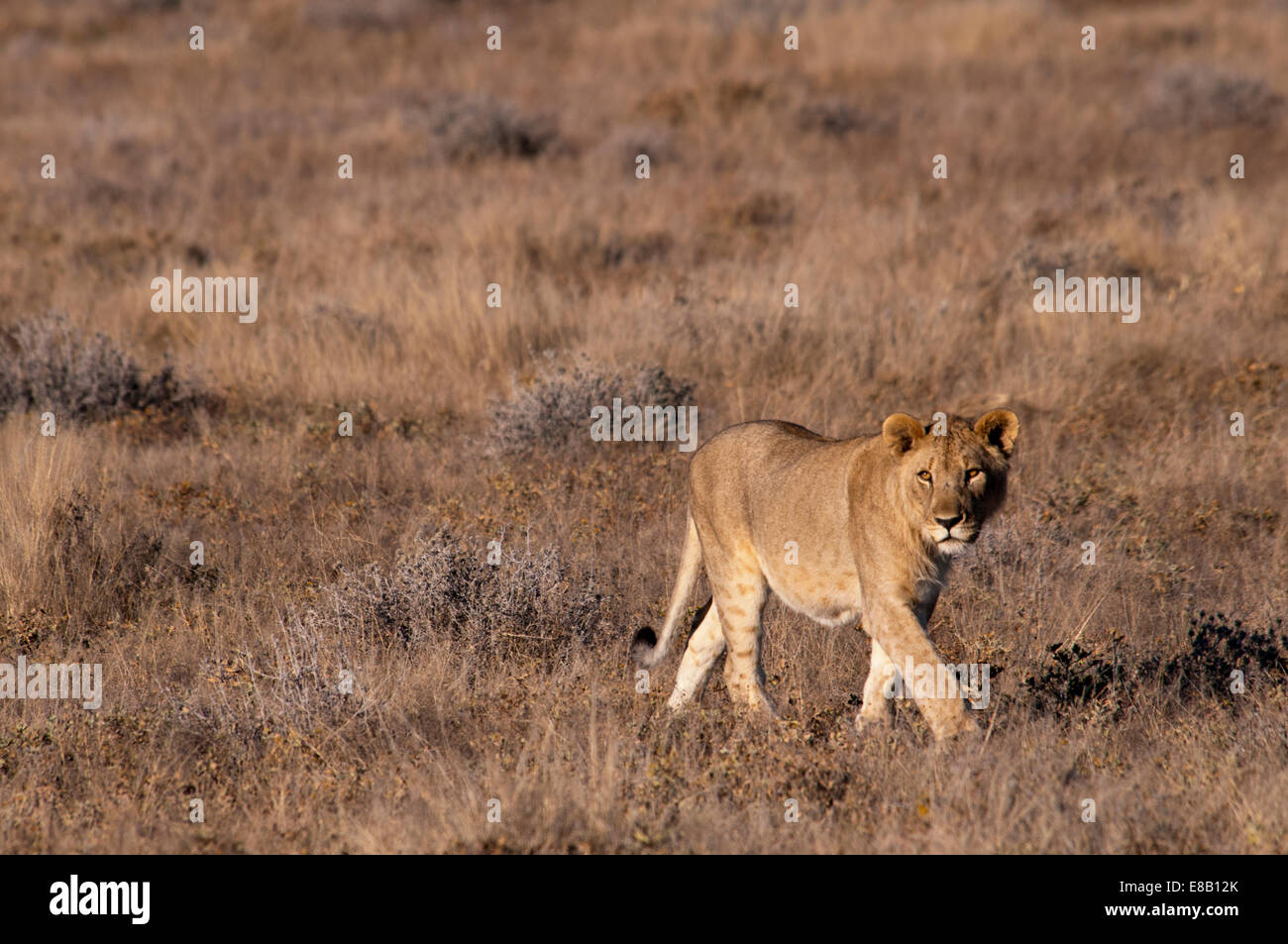 Giovani capretti Leonessa africana, Panthera leo, passeggiate nel parco nazionale Etosha, Namibia, Africa occidentale Foto Stock