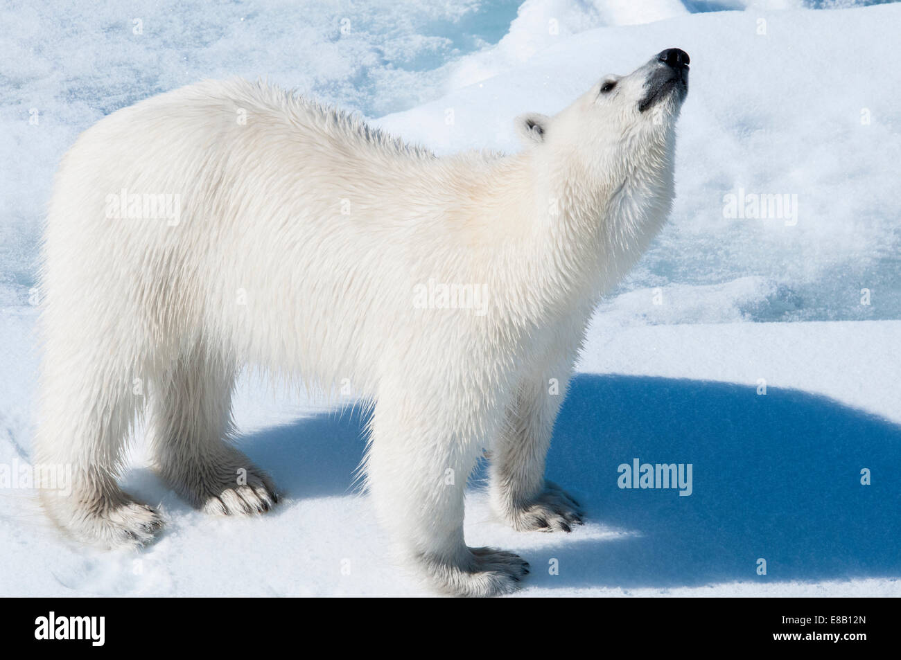 I giovani adulti tagged orso polare, Ursus maritimus, cercando il profumo in aria Bjornsundet, arcipelago delle Svalbard, Norvegia Foto Stock