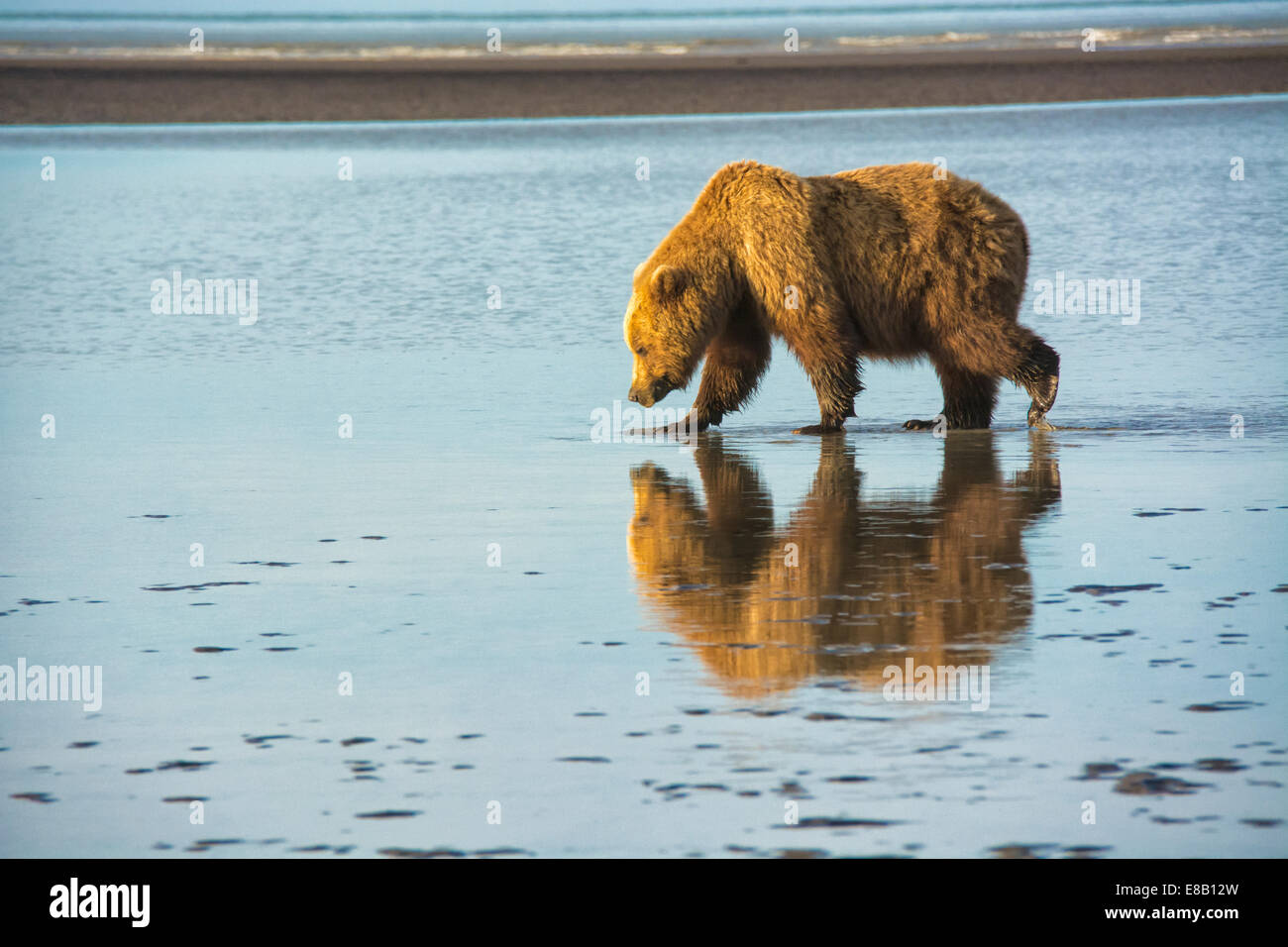 Adulto Orso grizzly, Ursus arctos, camminando sul tidal flats del Cook Inlet, Alaska, STATI UNITI D'AMERICA Foto Stock