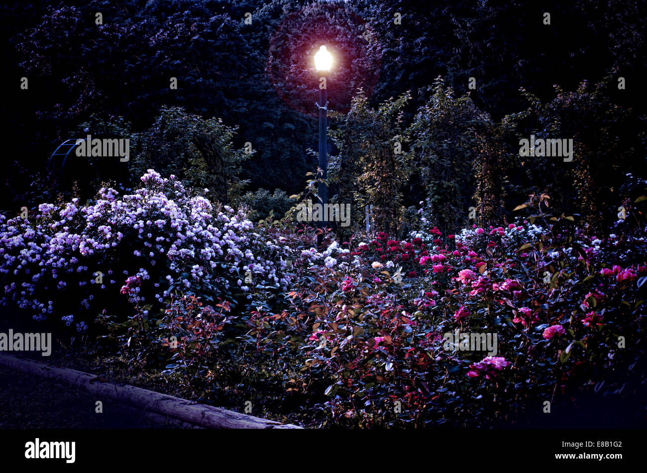 Il giardino delle rose di notte con lampione Foto Stock