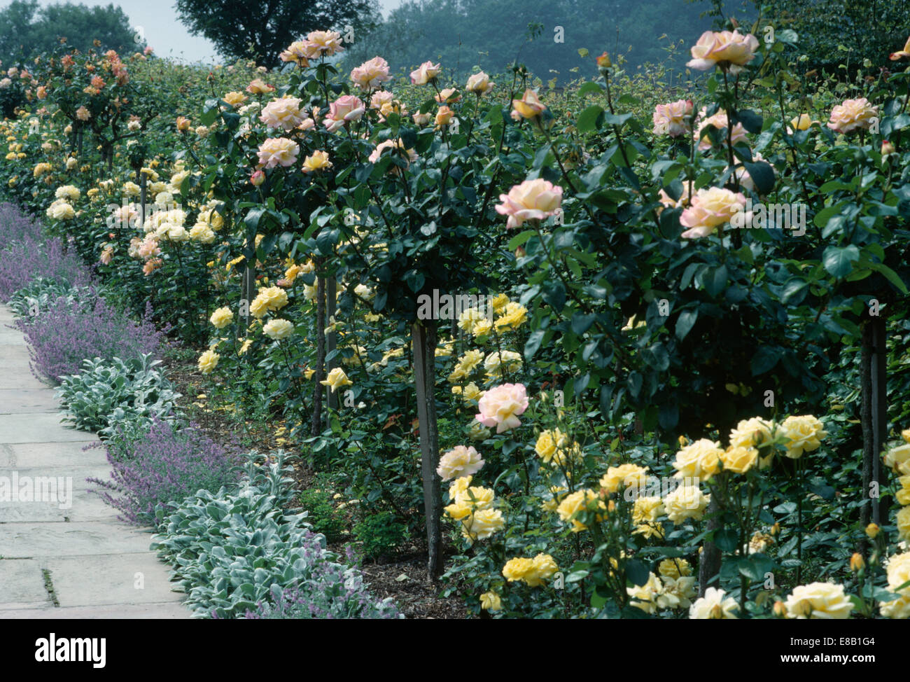 Confine di Rose con standard rosa pace' e arbusti Rosa "Arthur Bell' sotto-placcato con Nepeta presso il Chartwell garden Foto Stock