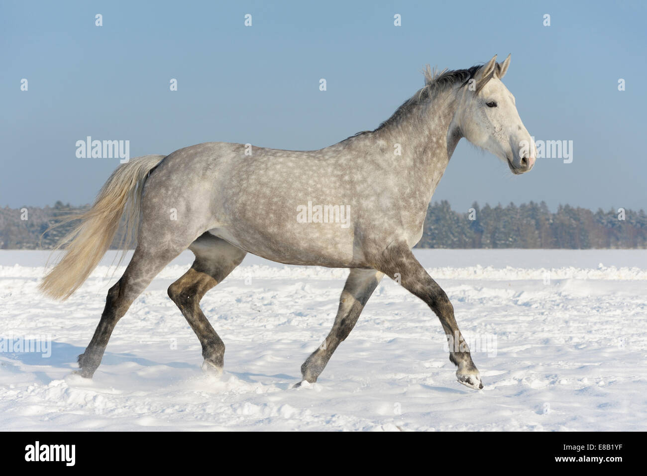 Cavallo Francese Selle Francais Nel Campo In Inverno Foto Stock Alamy