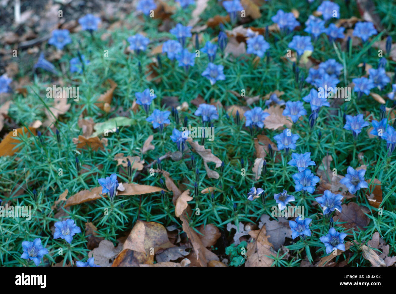 Close up Gentiana sino ornata' Foto Stock
